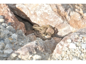 Yüksekova’da Sürü Halinde Görülen Yılanlar Korkutuyor