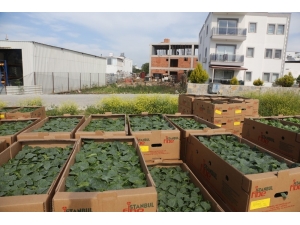 Bodrum Belediyesi Korona Tarım Acil Eylem Planında İlk Adımı Attı