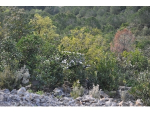 Ellerini Dezenfekte Ederken 30 Metrelik Uçurumdan Yuvarlandı