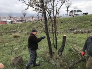 Avcılar Yabani Ağaçları Aşıladı