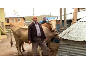 Bayburt’ta Milli Dayanışma Kampanyası’na Çiftçiler Düve Ve Koyun Bağışında Bulundu