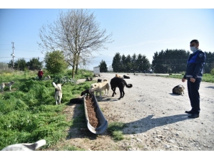 Kartepe’nin Sokak Hayvanları Yalnız Kalmadı