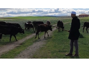 Köy İmamı, 65 Yaş Üstü Vatandaşların Hayvanlarını Otlatıp Alışverişini Yapıyor