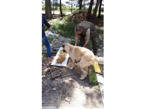 Uşak’ta Sokak Hayvanları Unutulmadı