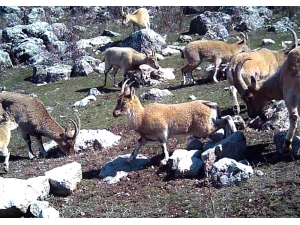 Yaban Keçileri Yerleşim Yerlerine Alıştı