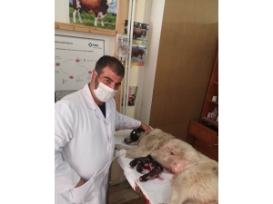 Karantinada Olan Sürü Sahibinin Köpeği Sezeryanla Kurtarıldı
