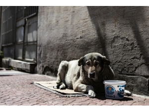 Mersin’de Korona Virüs Salgını Sürecinde Sokak Hayvanları Unutulmuyor