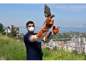 Yaralı Atmaca Tedavi Edildi