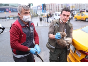 Gaziosmanpaşa’da Taksinin Altında Sıkışan Kediyi Belediye Ekipleri Kurtardı