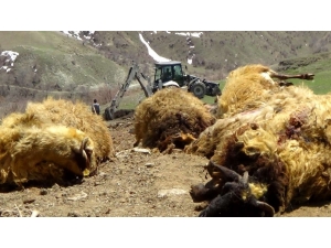 Ayının Telef Ettiği 50 Koyun Gömüldü