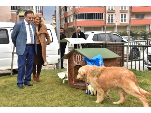 Sokak Hayvanlarına Başkan Şahin’den Destek Geldi