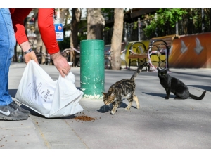 Başkent’te Sokak Hayvanları Unutulmuyor