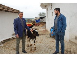 ‘Biz Bize Yeteriz Türkiyem” Deyip Buzağını Sattı