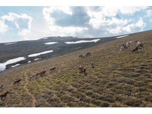 Yellibel Yaylası’ndaki Yılkı Atlarının Hayran Bırakan Görüntüleri
