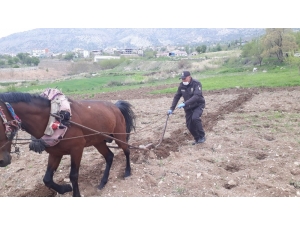 Bekçi, Kara Sabanla Tarla Sürdü