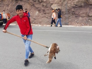 Nesli Koruma Altında Olan Vaşağa Otomobil Çarptı