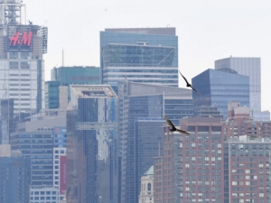 Ceset Kokusu Alan Akbabalar New York’un Üzerinde Uçmaya Başladı