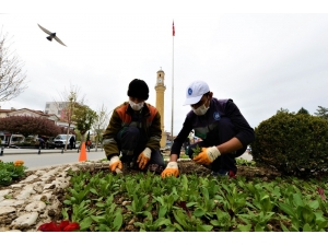 Çorum’da Belediye, 50 Bin Çiçeği Toprakla Buluşturuyor