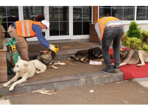 Diyarbakır Büyükşehir Belediyesi Sokak Hayvanlarını Unutmadı