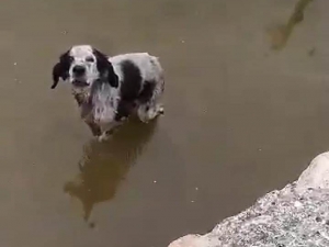 Malatya’da Havuzda Mahsur Kalan Köpek Kurtarıldı