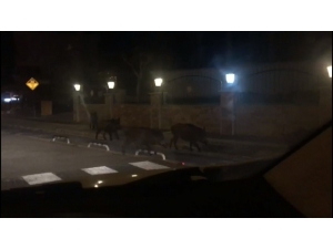 Aç Kalan Domuzlar Marmaris Sokaklarına İndi