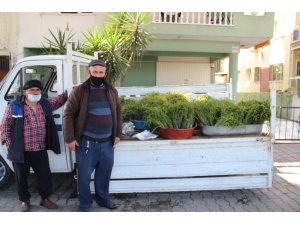 Aydın’ın Acı Otu, Tatlı Gelire Dönüştü