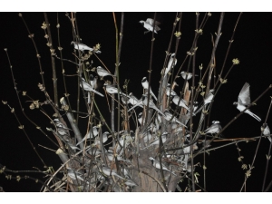 Göçmen Kuşlar Çarşı Merkezinde Mola Verdi