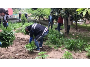 Adana’da Sera İçerisinde Ve Bahçede 186 Kök Hint Keneviri Ele Geçirildi