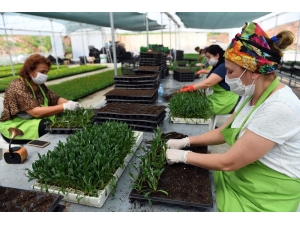 Kadın Kooperatifi Üyelerinin Yetiştirdiği 500 Bin Çiçek Toprakla Buluşuyor