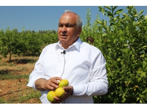 Başkan Tollu: "Limonda İhracat Kapıları Bir An Önce Açılmalı"