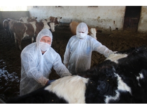 Veteriner Hekimlerin Milli Dayanışması