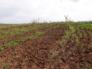 Siirt’te Devlet Destek Verdi, Çiftçiler Bağ Ve Bahçelere İndi