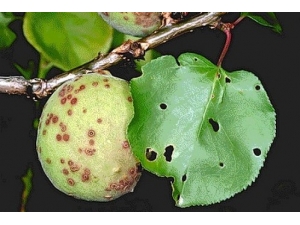 Malatya’da Kayısı Ağaçlarındaki Monilya Hastalığıyla İlgili Rapor Hazırlandı