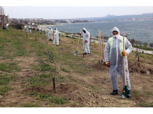 100’üncü Yıl Anısına 100 Zeytin Ağacı Dikildi