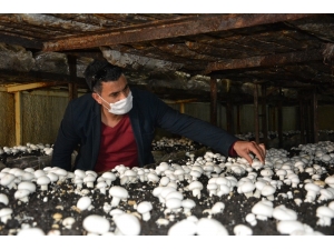 Korona Virüs Mantar Üretimine Engel Olmadı