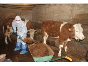 Aile Karantinaya Alındı, Hayvanlarına Vefa Ekibi Bakmaya Başladı