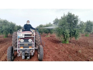 Kronik Hasta Kişinin Zeytin Ağacını İlaçladılar