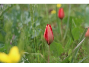 Korona, 73 Bin Liralık ’Manisa Lalesi’ne Yaradı