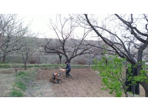 Soğuk Hava Kayısıyı Vurdu