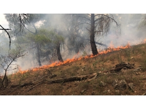 Çanakkale’de Orman Yangını