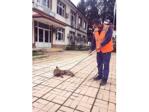 Eve Giren Tilki, Bakıma Alındı