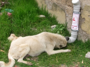 Araban’da Sokak Hayvanları Aç Kalmayacak