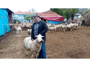 ‘Türkiyem’ Kampanyasına Koyunlarını Bağışladılar