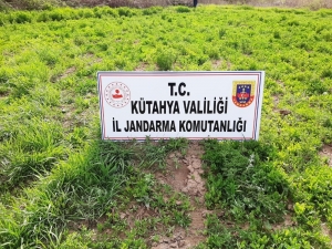 Hisarcık’ta 60 Bin Kök Kaçak Ekilmiş Haşhaş Bitkisi Ele Geçirildi