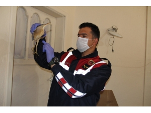 Nesli Tükenen Balaban Kuşunu Jandarmanın Dikkati Kurtardı