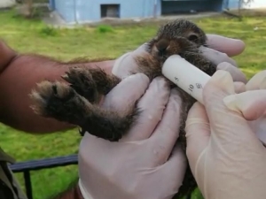 Köylülerin Bulduğu Yavru Tavşan, Bakımının Ardından Doğaya Salındı