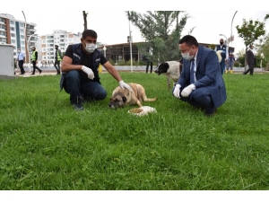 Başkan Beyoğlu Sokak Hayvanları İçin Mama Bıraktı