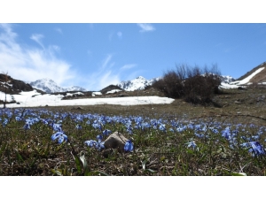 Baharın Müjdecisi Çiğdem Ve Nergisler Erzincan’da Görsel Şölen Sunuyor