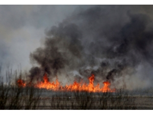 Polonya’nın En Büyük Milli Parkı Yanıyor