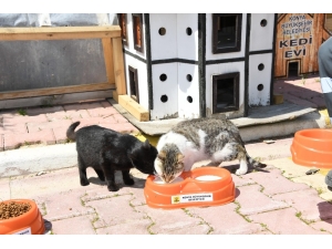 Konya’da Sokak Hayvanları Aç Kalmıyor